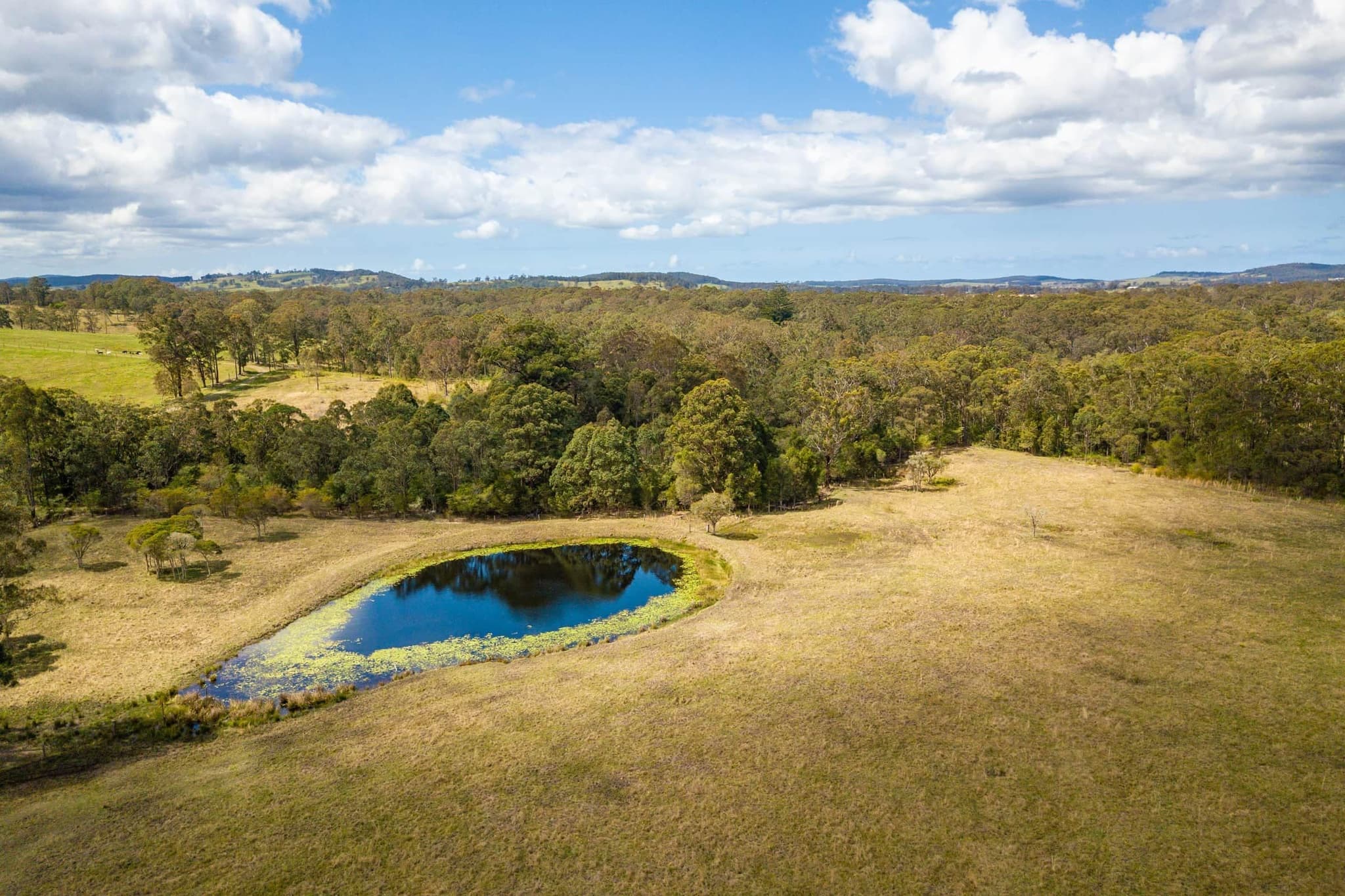 Farm dam and trees at Carinya Parc