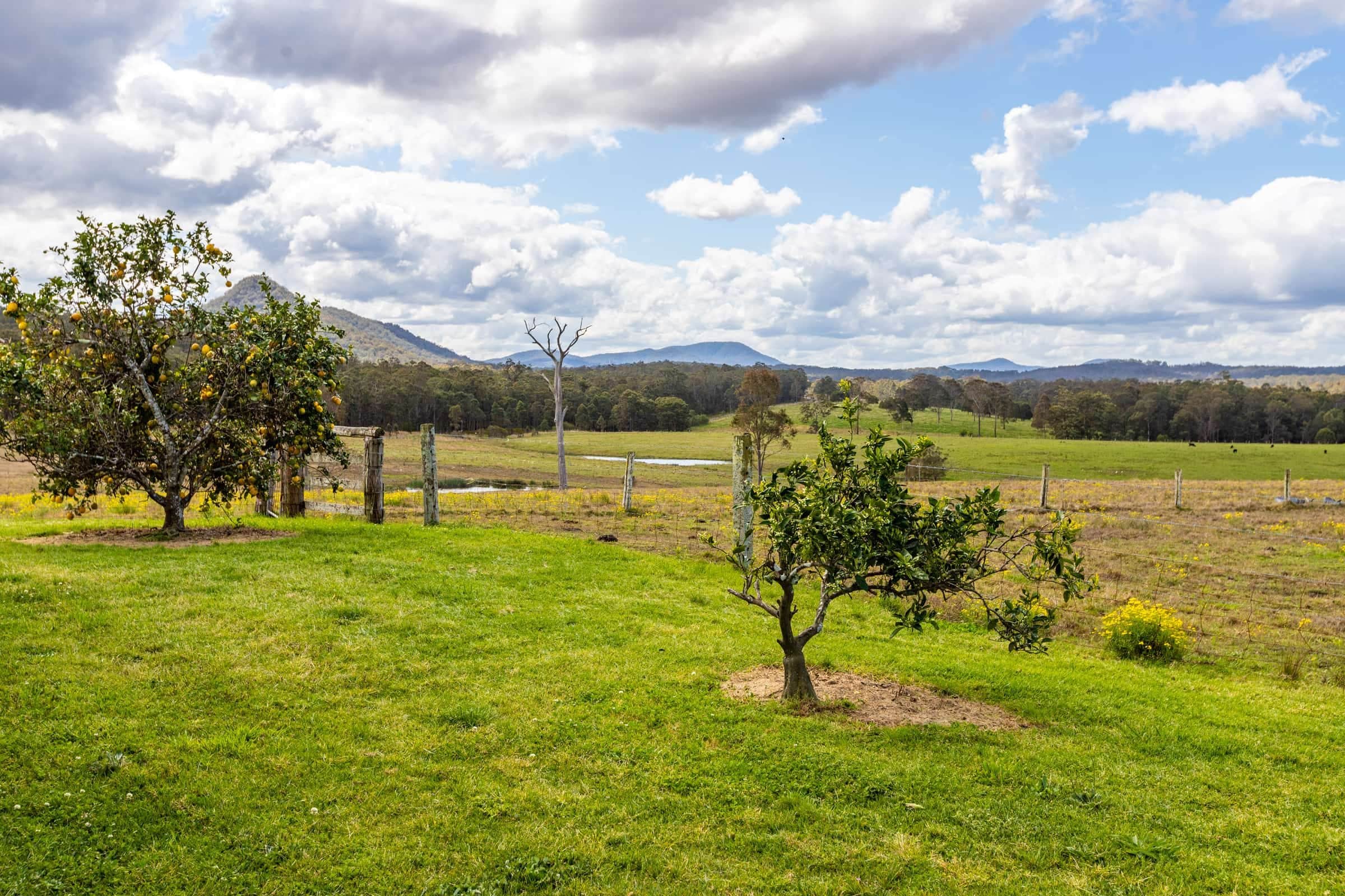 The Seven Layers of a Food Forest: Growing Vertical Abundance